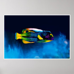 Angelfish by Johannes Stötter Poster