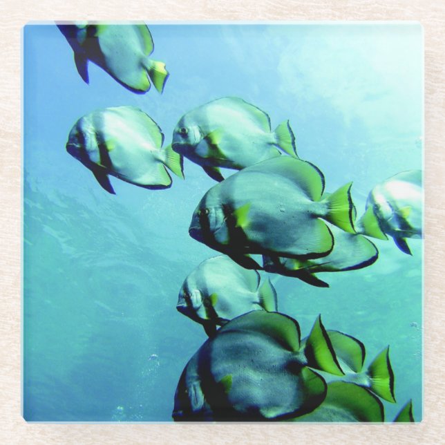 Angelfish Clear Blue Water Glass Coaster (Front)
