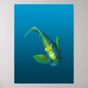 Angelfish - Elegance on gradient blue background Poster