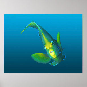 Angelfish - Elegance on gradient blue background   Poster