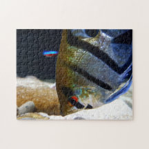 Angelfish Fish Keepers Freshwater Aquarium