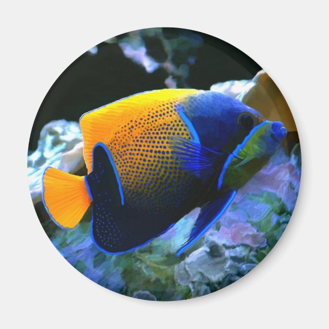 angelfish magnet (Front)