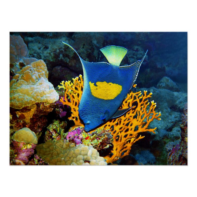 Angelfish picturesque in front of coral, Red Sea | Poster (Front)