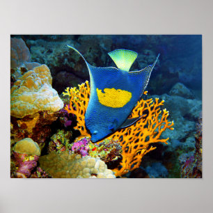 Angelfish picturesque in front of coral, Red Sea Poster