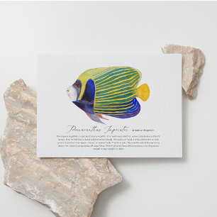 Angelfish Postcard