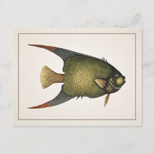 Angelfish Postcard - Style I