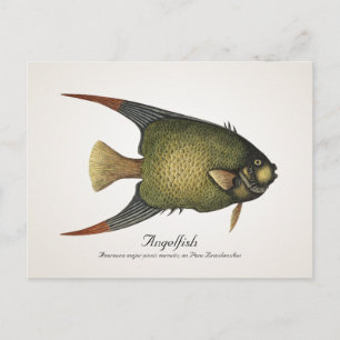Angelfish Postcard - Style II