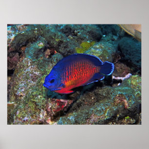 Angelfish Poster
