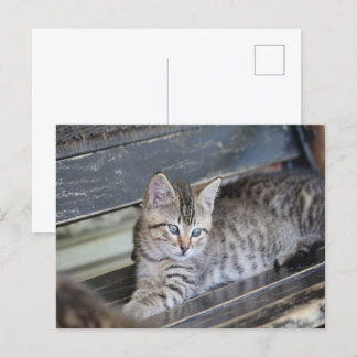 Angelic Kitten Postcard