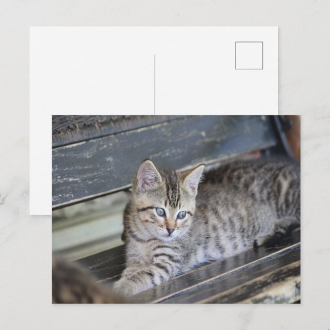 Angelic Kitten Postcard (Front/Back)