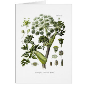 Angelica