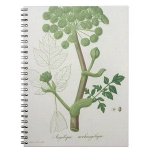 Angelica Archangelica from 'Phytographie Medicale' Notebook