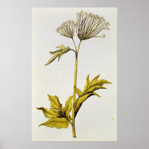 Angelica, from 'La Guirlande de Julie', c.1642 Poster