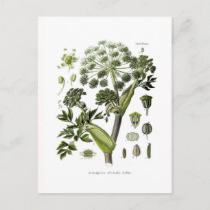 Angelica Postcard