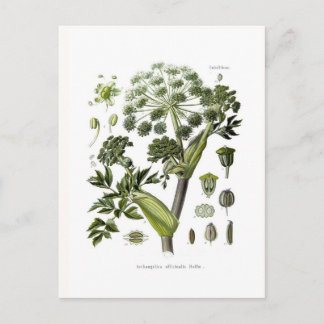Angelica Postcard