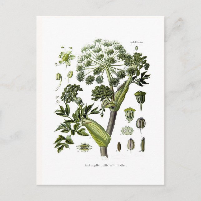 Angelica Postcard (Front)