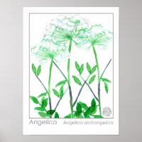 Angelica White Flowers Medicinal Herb Plant