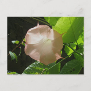Angel's Trumpet Postcard