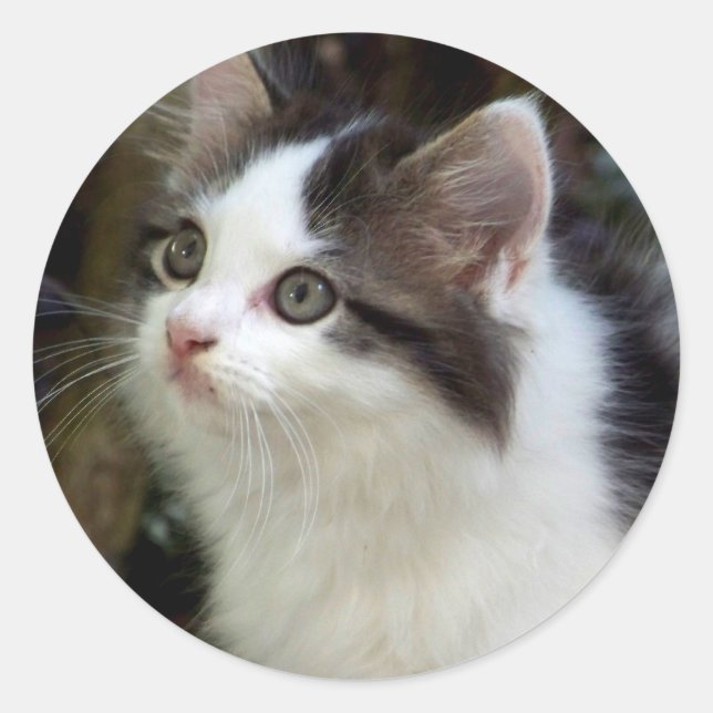 Angels With Whiskers (kitten) Stickers (Front)