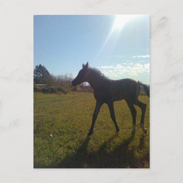 AngelsPhlyby Nite Postcard (Front)