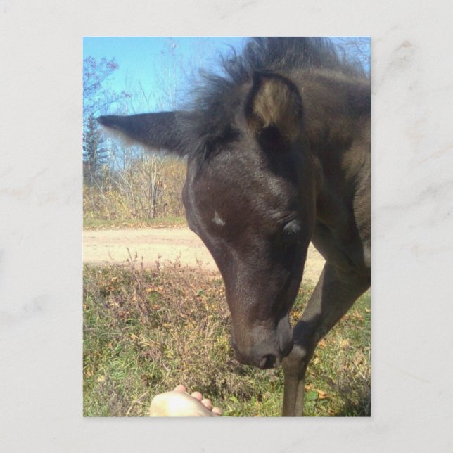 AngelsPhlyby Nite Postcard (Front)