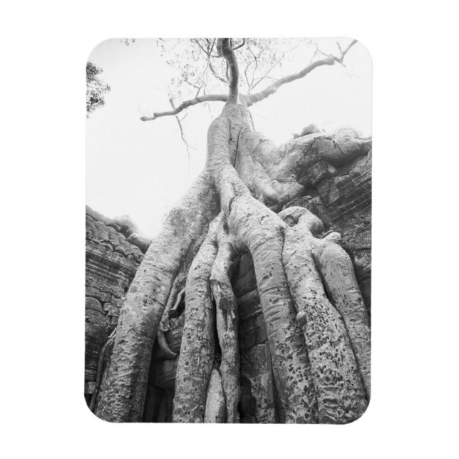 Angkor Cambodia, Tree Ta Prohm Magnet (Vertical)