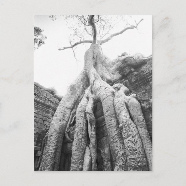 Angkor Cambodia, Tree Ta Prohm Postcard (Front)