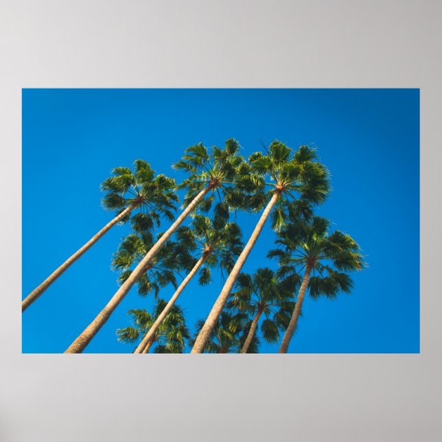 Angle perspective of group of tall thin palm trees poster (Front)