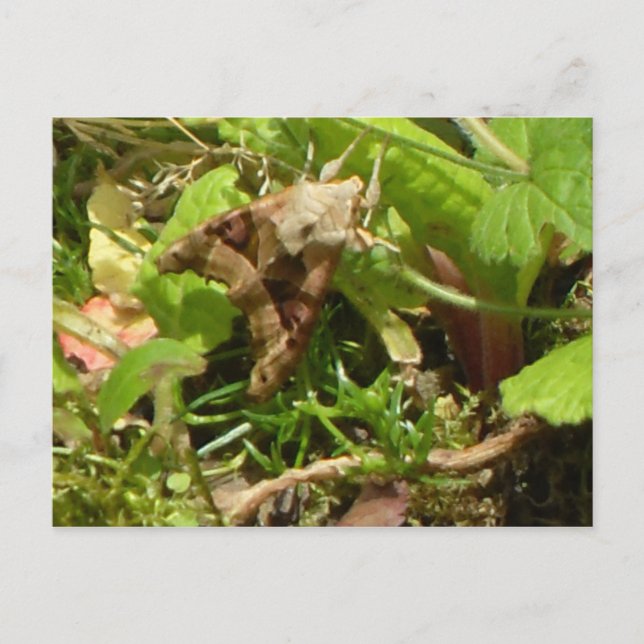Angle Shades Moth Postcard (Front)