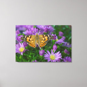 Angle Wing Butterfly On Cone Flower Canvas Print