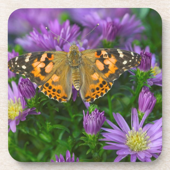 Angle Wing Butterfly On Cone Flower Coaster (Front)