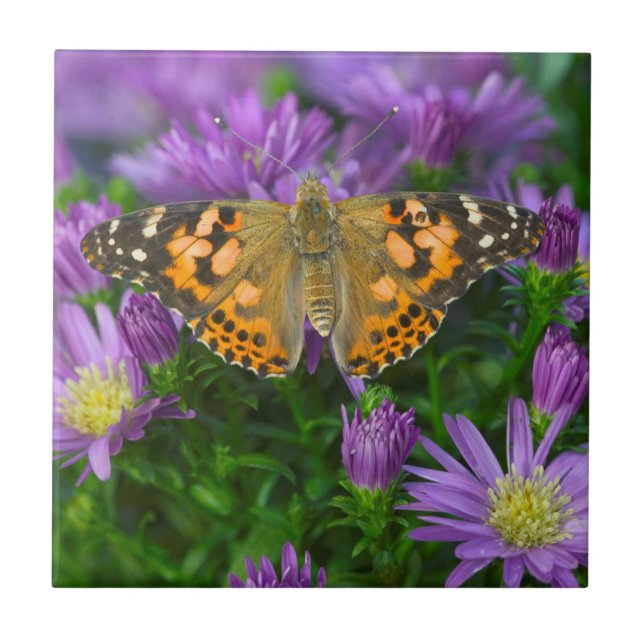 Angle Wing Butterfly On Cone Flower Tile (Front)
