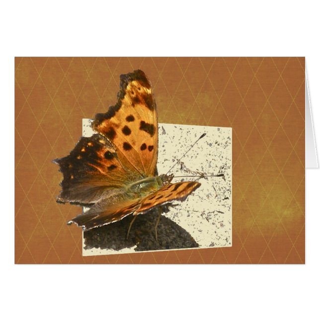 Angle Wing Comma Butterfly Series (Front Horizontal)