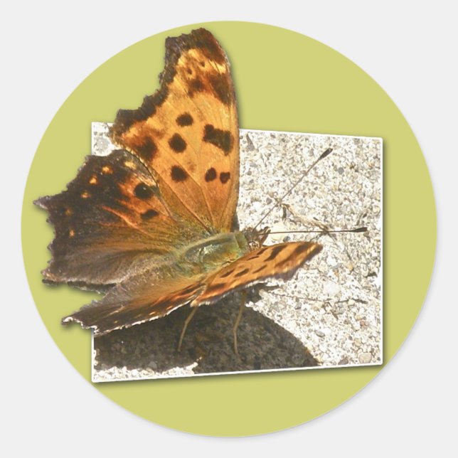 Angle Wing Comma Butterfly Series Classic Round Sticker (Front)