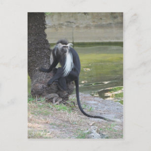 Angolan Black and White Colobus Monkey Postcard
