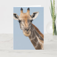 Angolan Giraffe Portrait