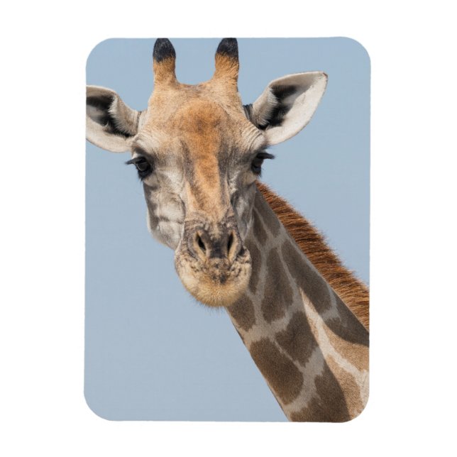 Angolan Giraffe Portrait Magnet (Vertical)
