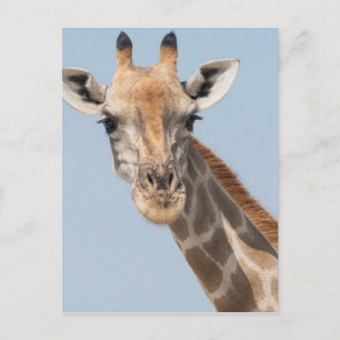 Angolan Giraffe Portrait Postcard