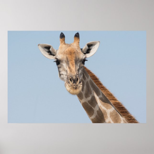 Angolan Giraffe Portrait Poster (Front)
