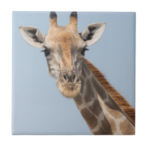 Angolan Giraffe Portrait Tile