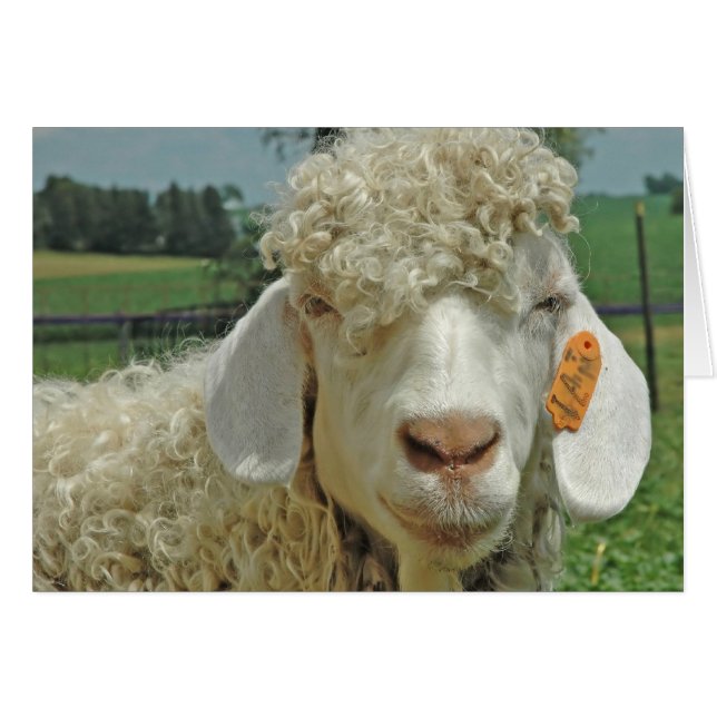 ANGORA GOAT (Front Horizontal)