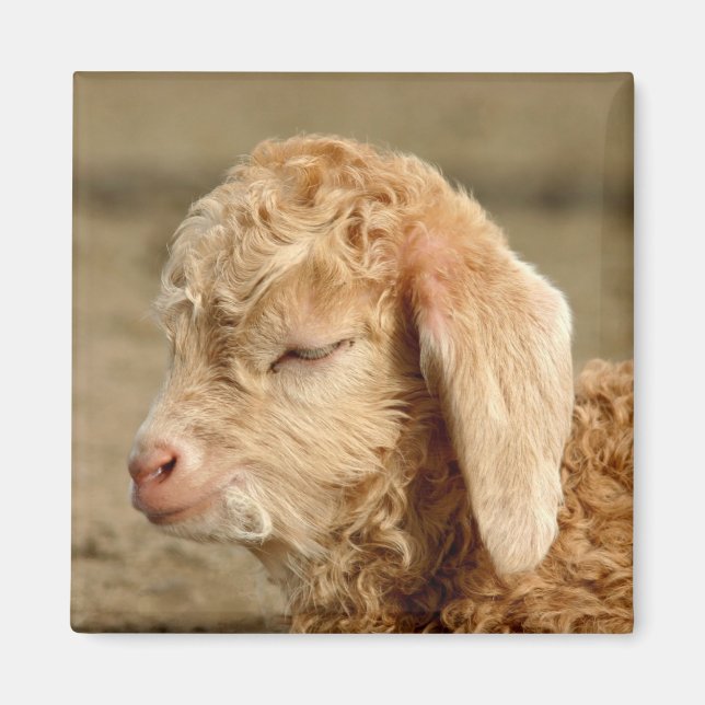 Angora Goat Kid - Magnet (Front)