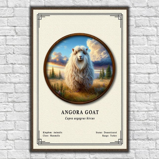 Angora Goat Zoology Series Poster (Creator Uploaded)