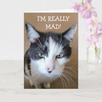 Angry at Cancer Cat