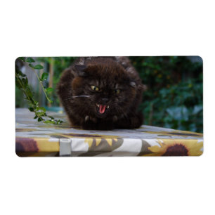 Angry Black Cat
