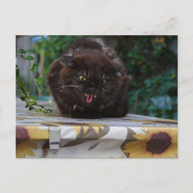 Angry Black Cat Postcard (Front)