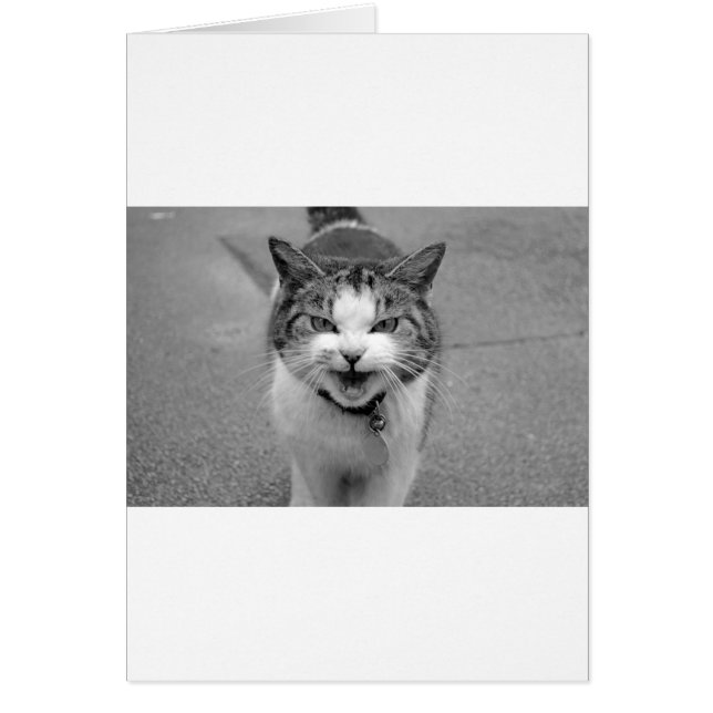 Angry Cat (Front)