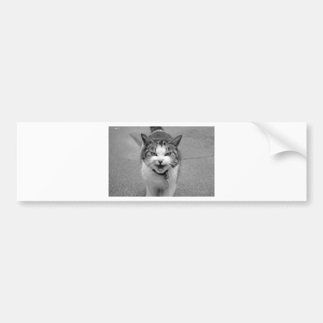 Angry Cat Bumper Sticker (Front)