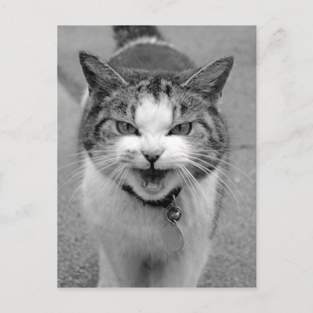 Angry Cat Postcard (Front)