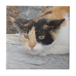 Angry Cat Small (4.25" x 4.25") Ceramic Photo Tile
